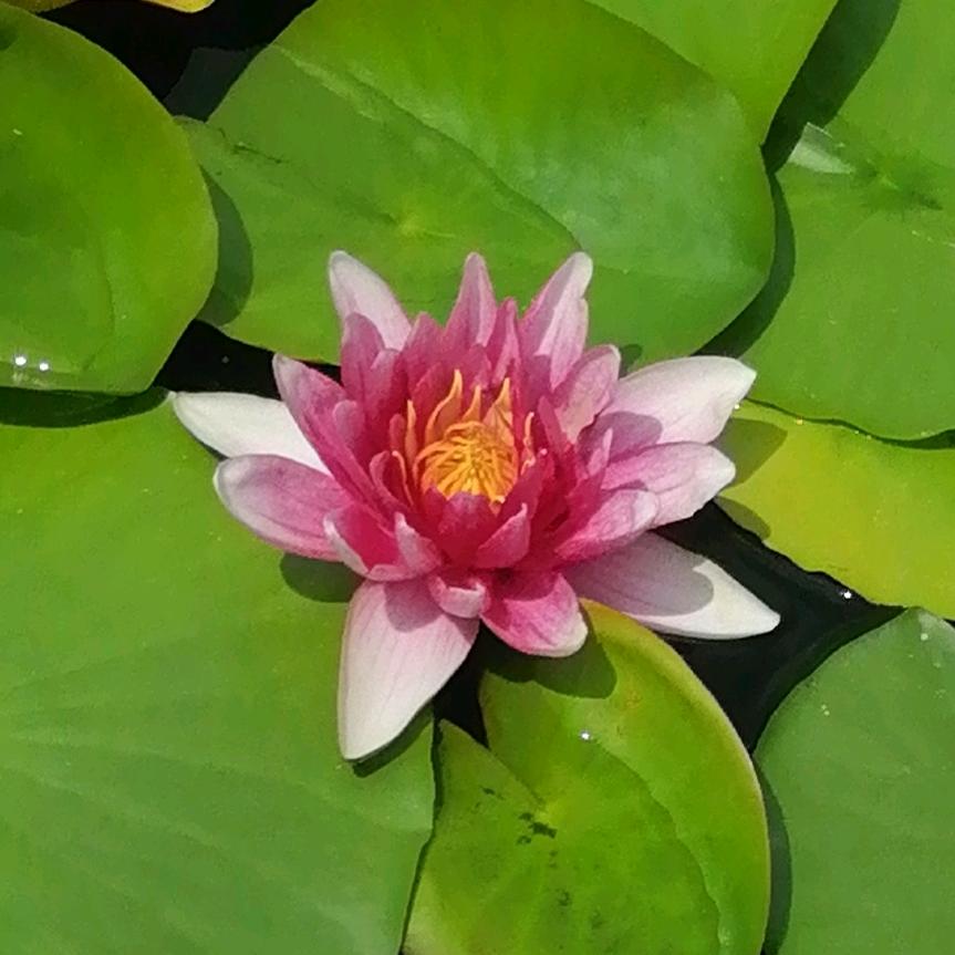 帅帅虎