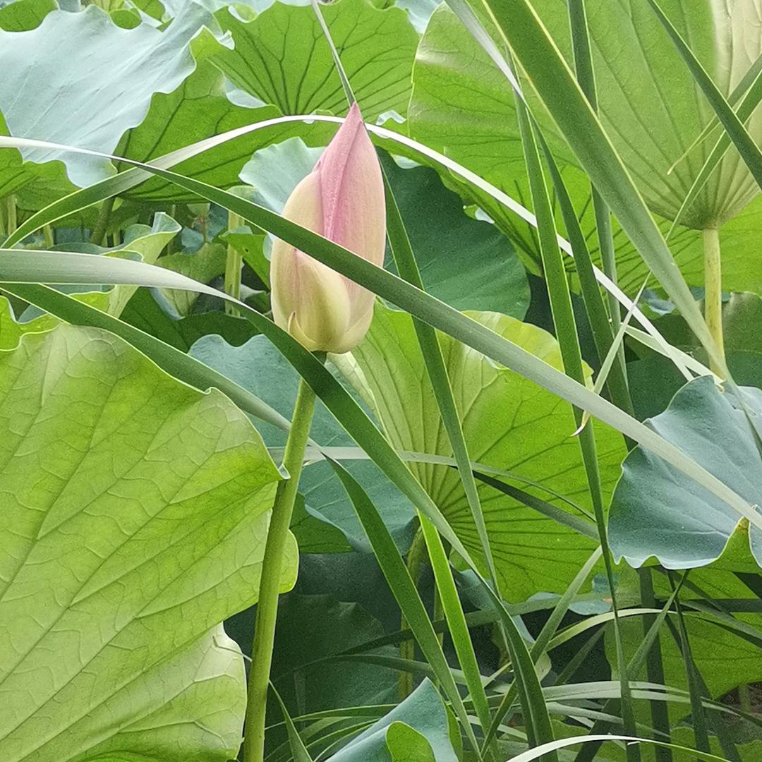 英子lfy