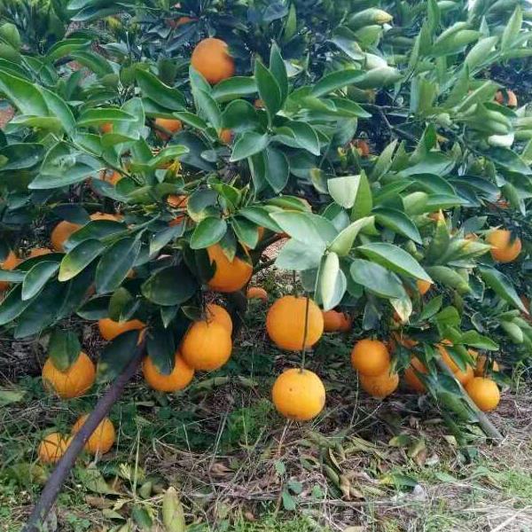 前程似锦
