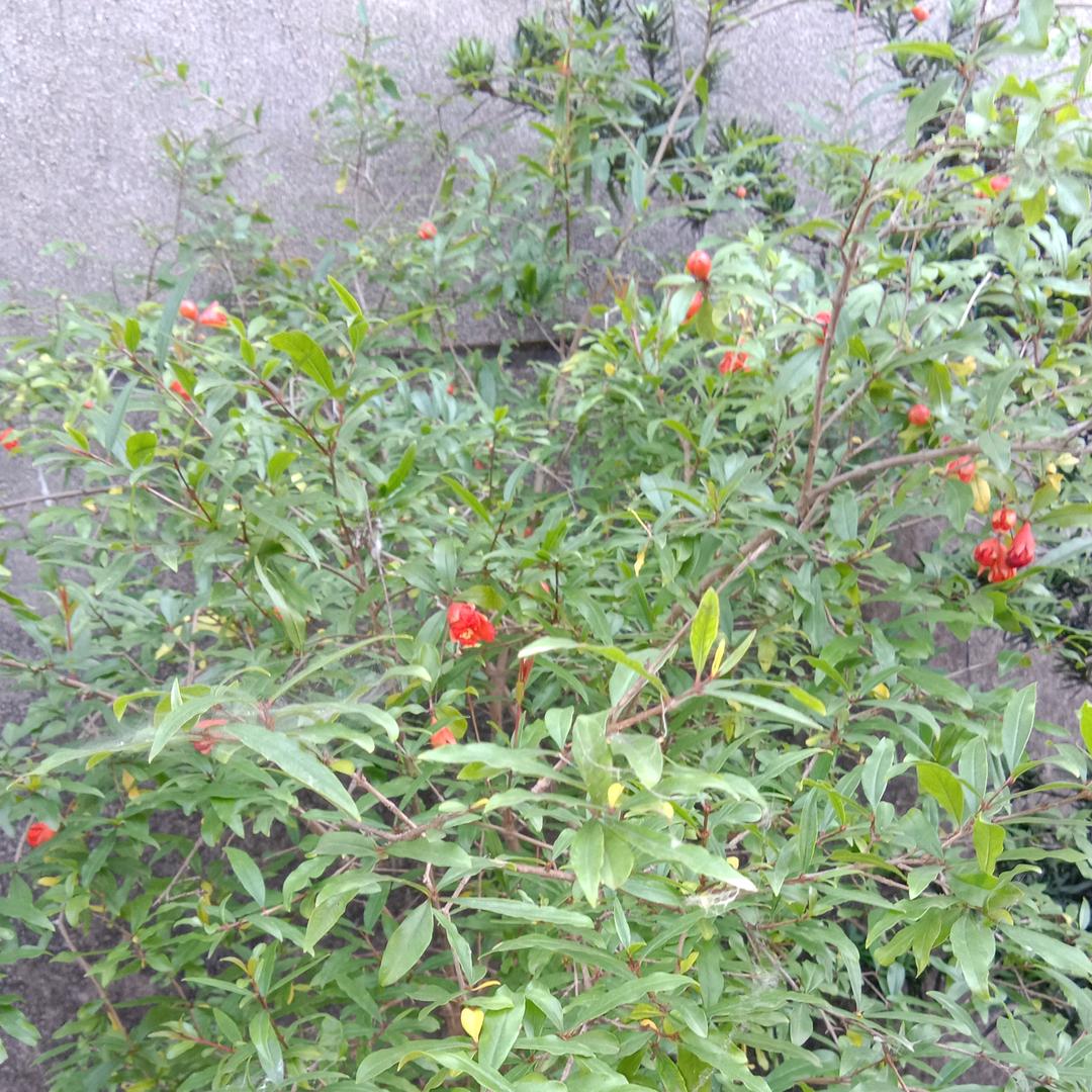 鸿运当头