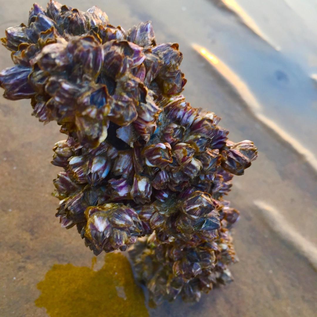 寻找光明（发哥铁粉）