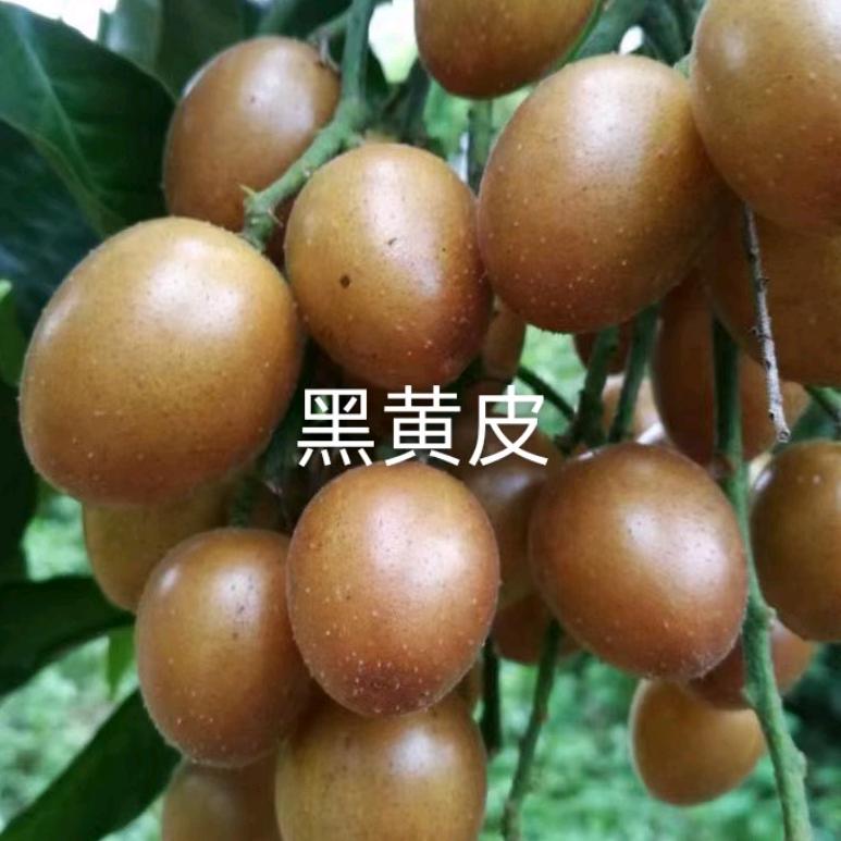 崇左江南果苗场