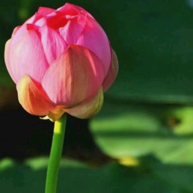 平平淡淡⁹²³³