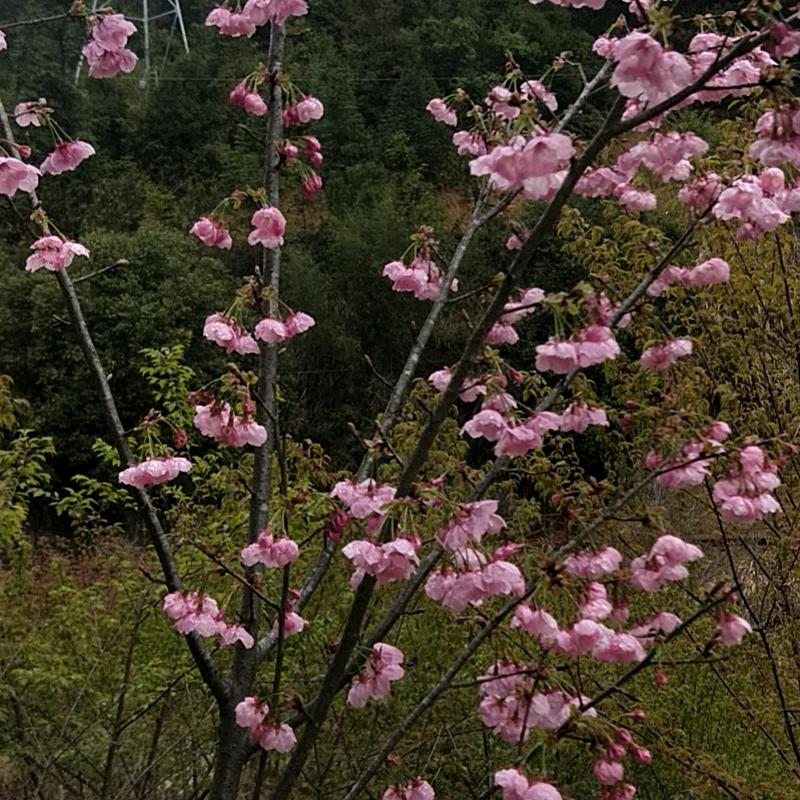 小华