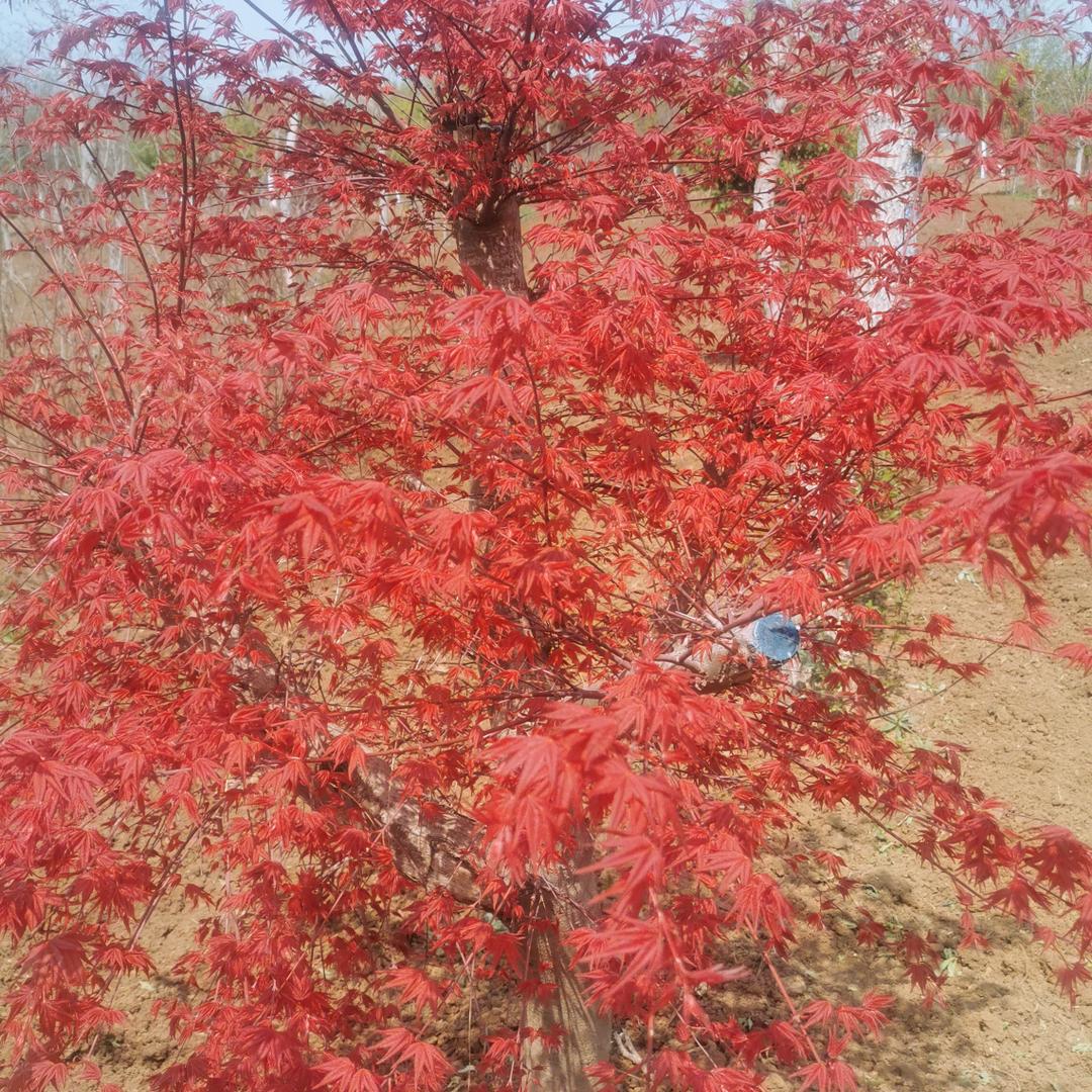 徐州驰博园林绿化有限公司