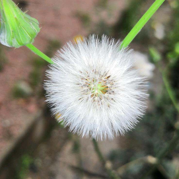 虹
