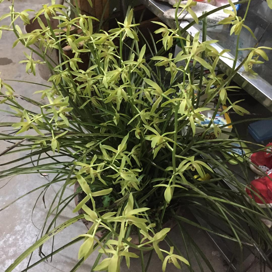 木子加日月