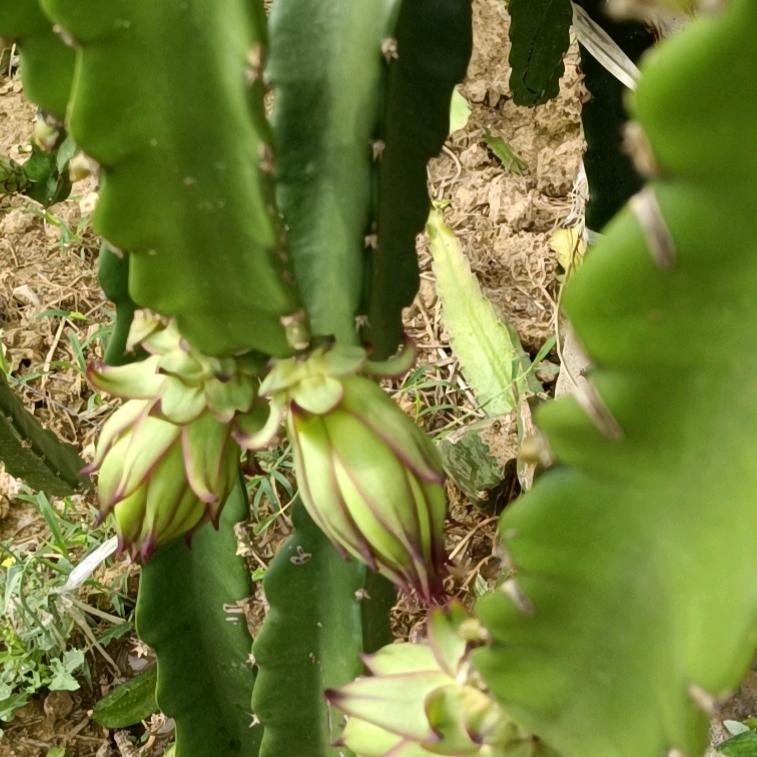 磊