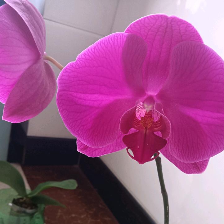 欣🌷