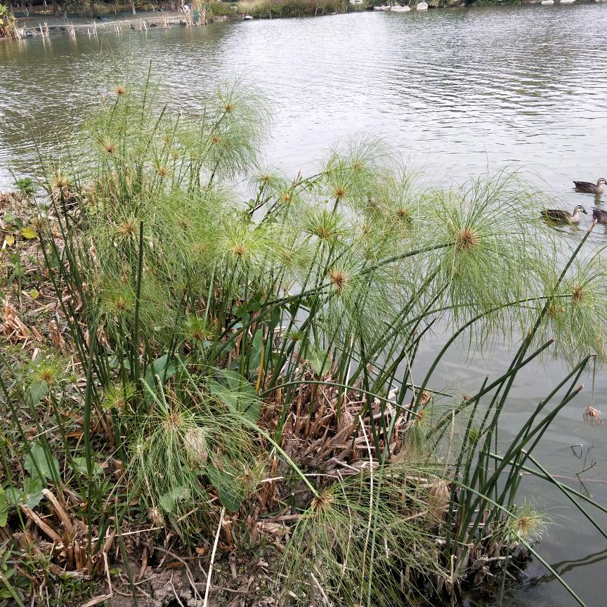 家住海边