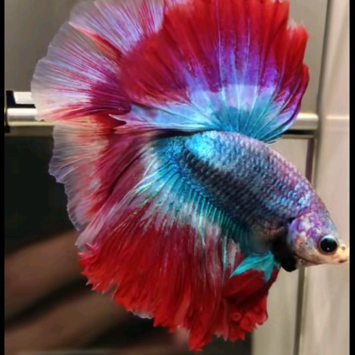 浮沉看世间沉浮