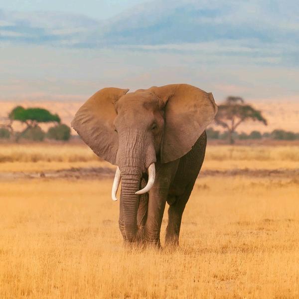 卫小改鼓舞队黑哥