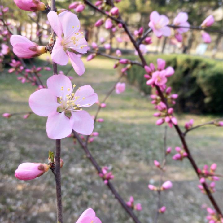 丑小鸭