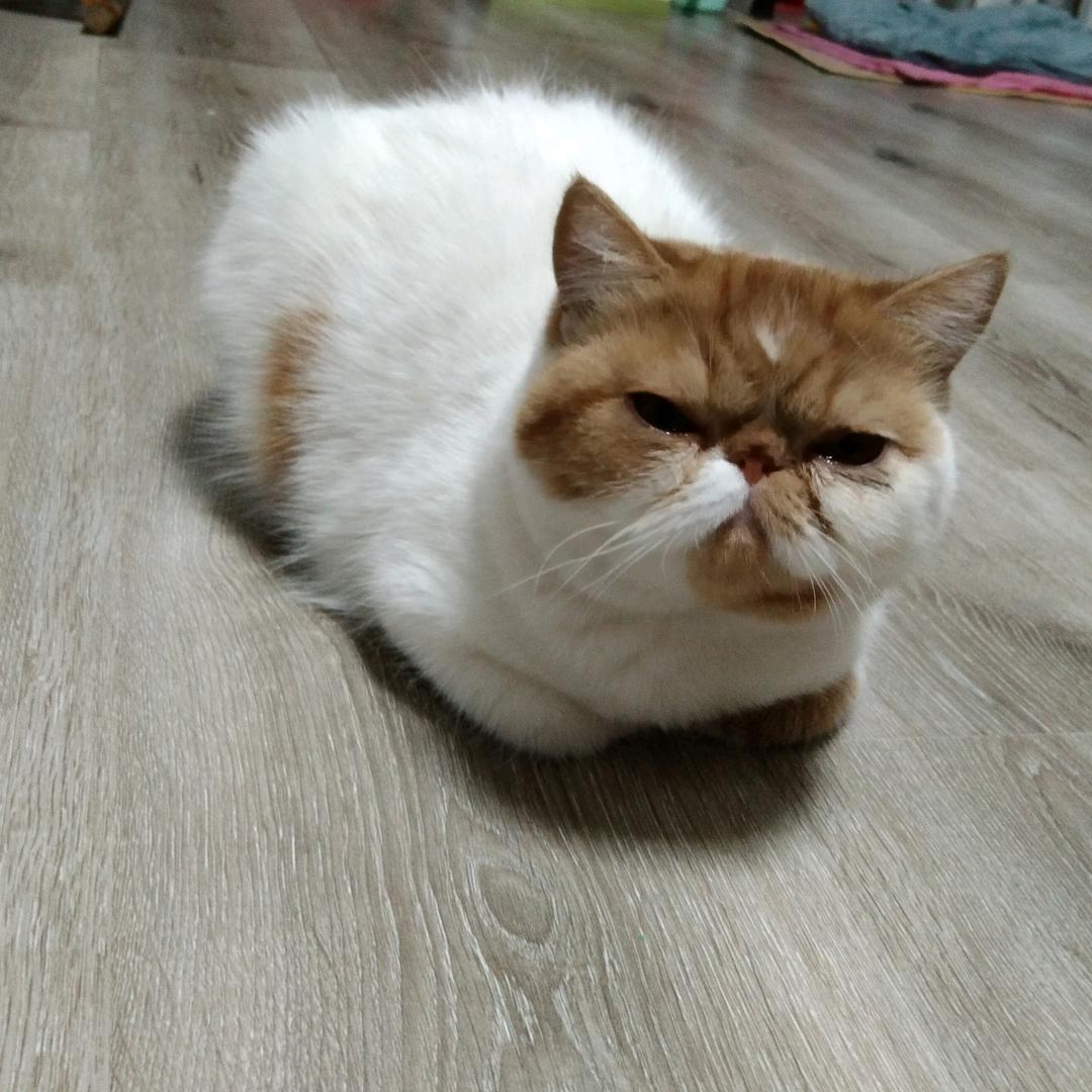 胖年年是猫阿咪呀