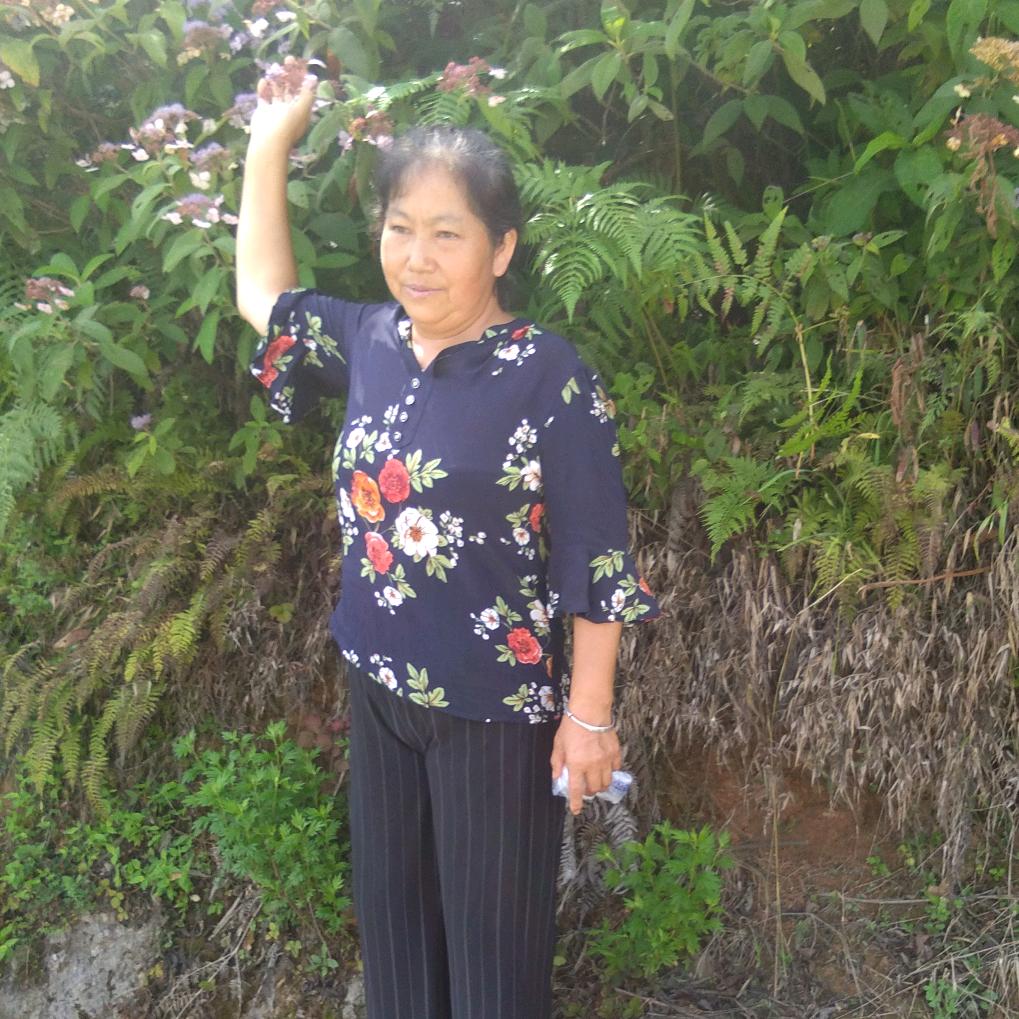 杨柳依依