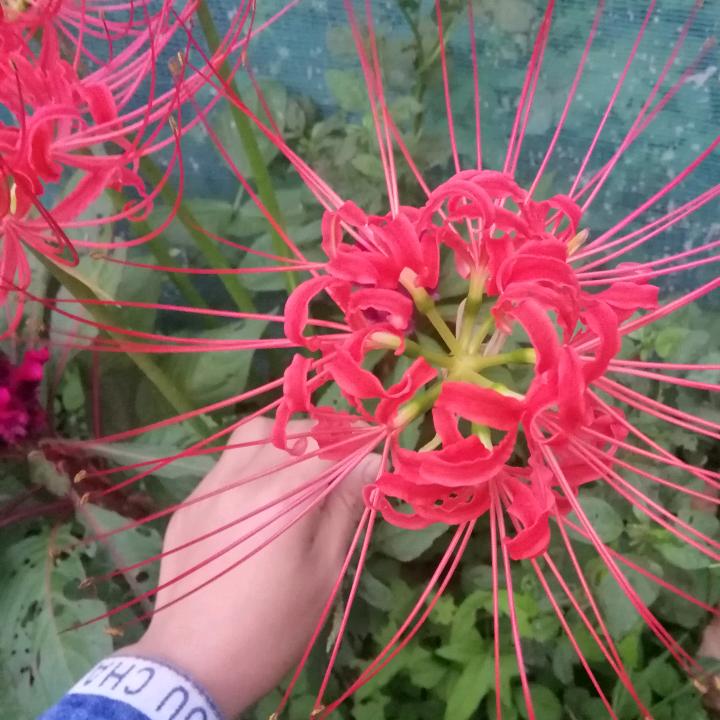 🍀ღ᭄半颗糖꧔ꦿ᭄💞
