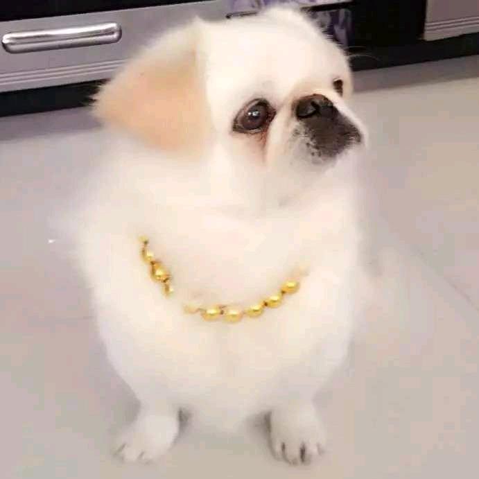 崽崽