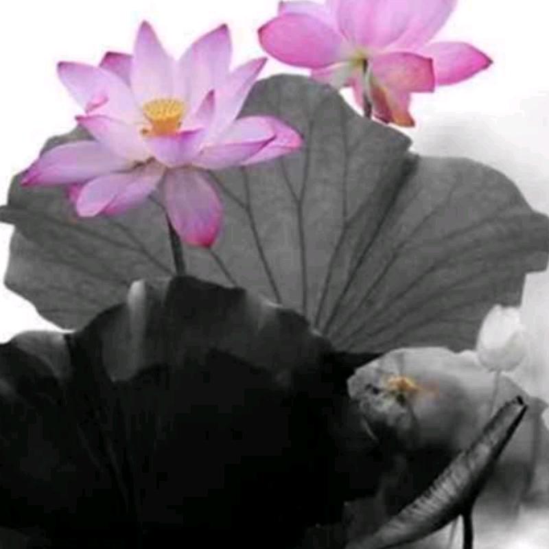 花仙子_