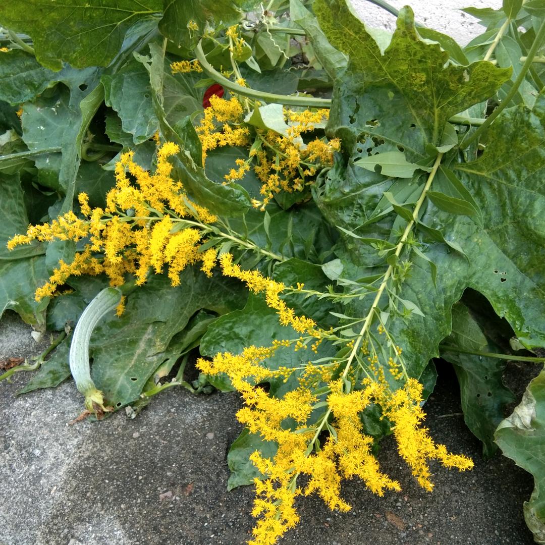 常州明娟旧机动车销售有限公司