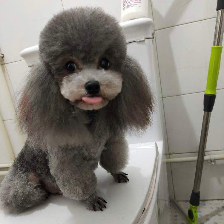 会飞De熊