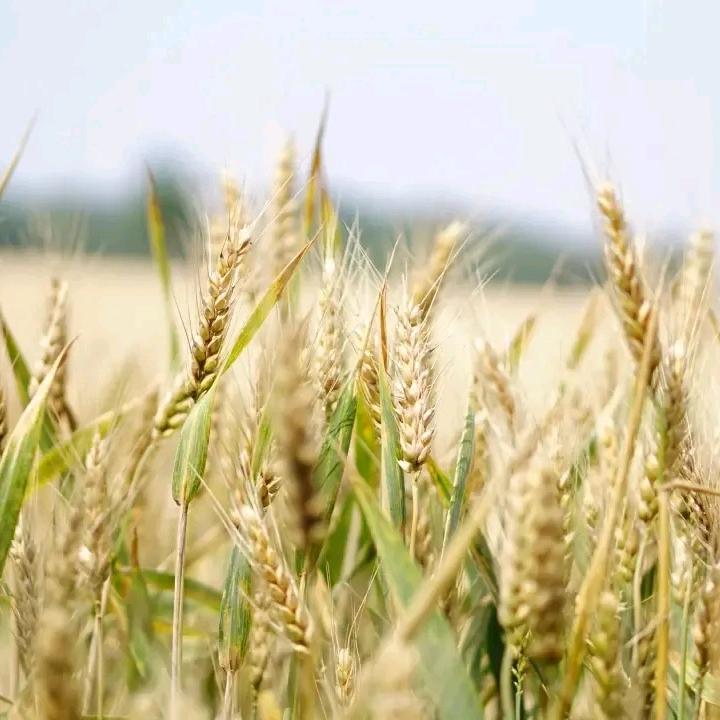 小麦苗