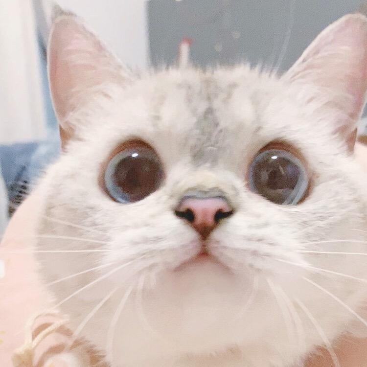 amacy头像