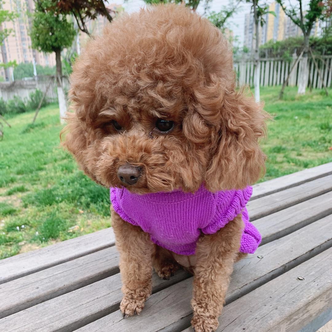 披萨麻麻