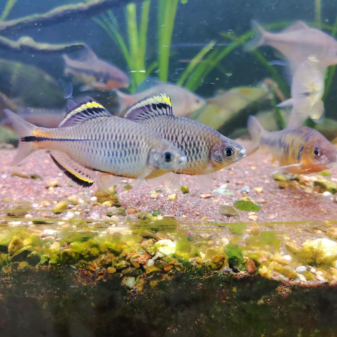 漫热原生鱊