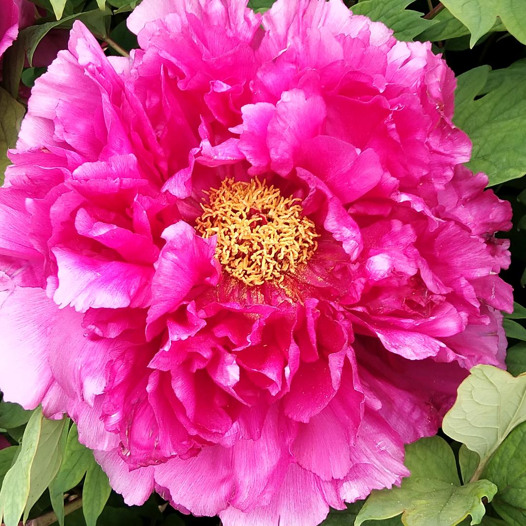 kx花开富贵