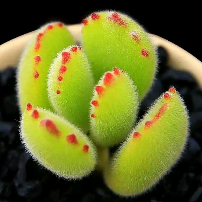 寒6在风中