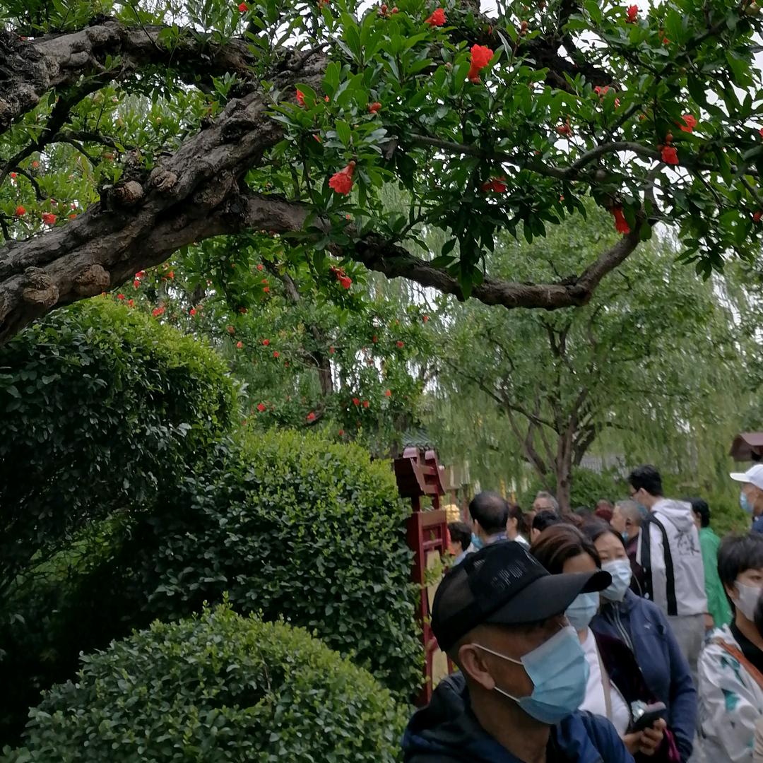 用户586353920076红色小象