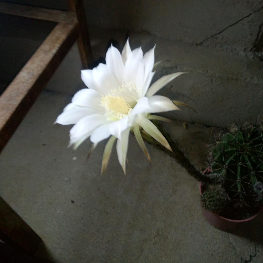 似水流年