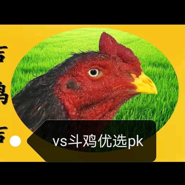 斗鸡优选