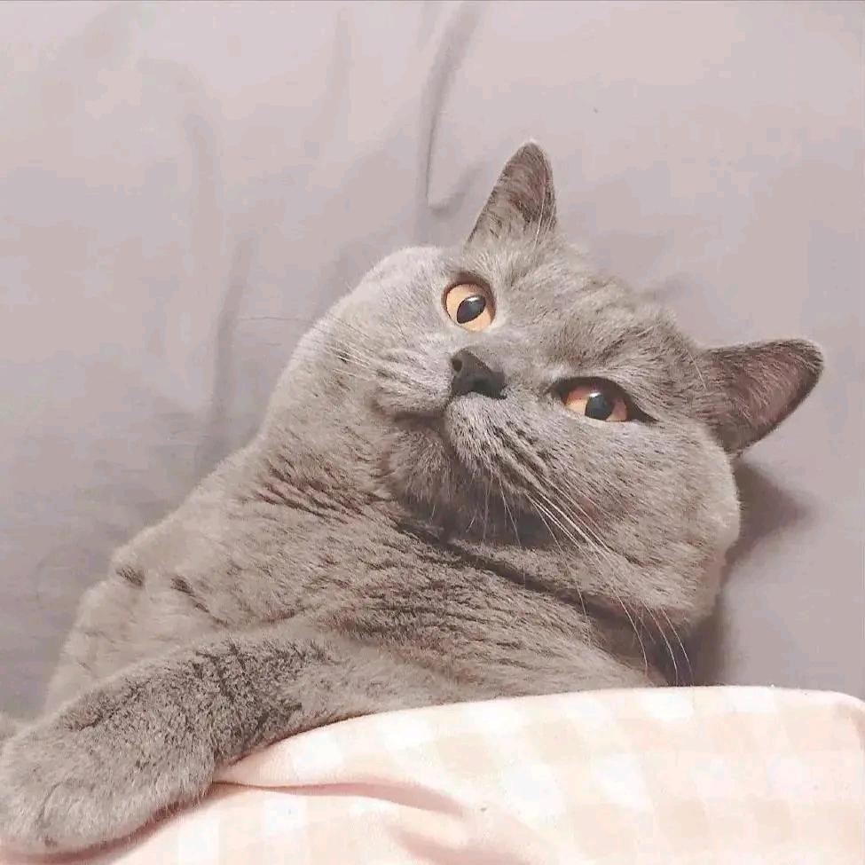 破照相的📷王百亿