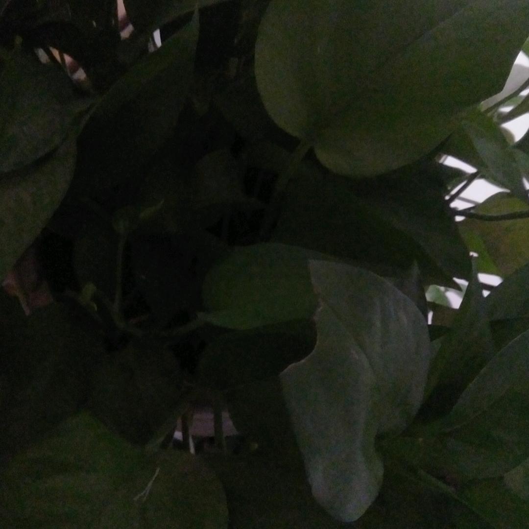 杨俊昌