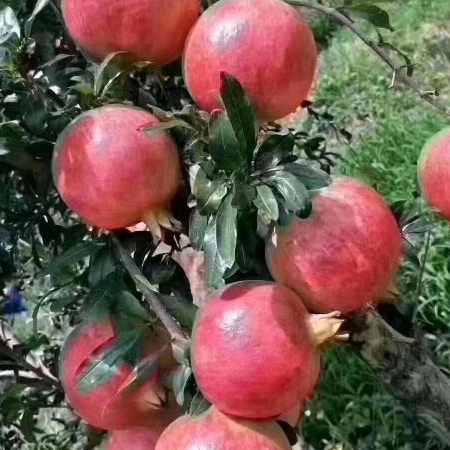 用户水木年华哥