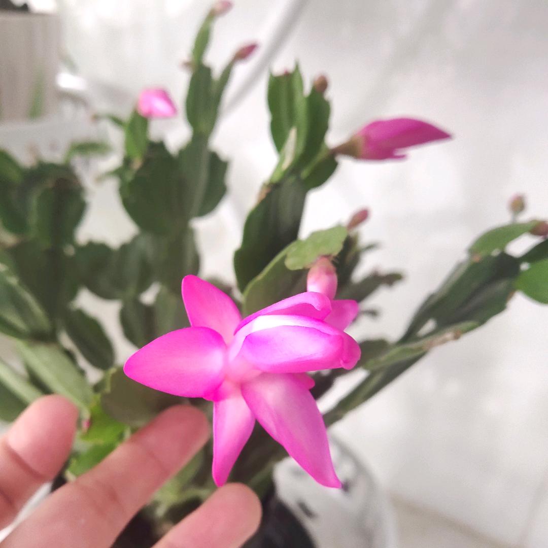 🌈🌈福禄寿喜俱全🌈🌈