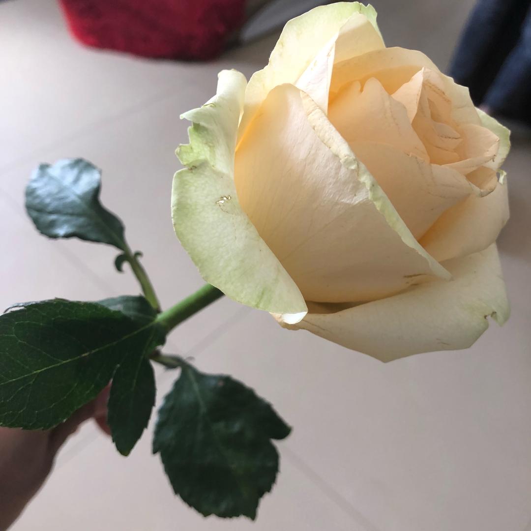 明天会更美好