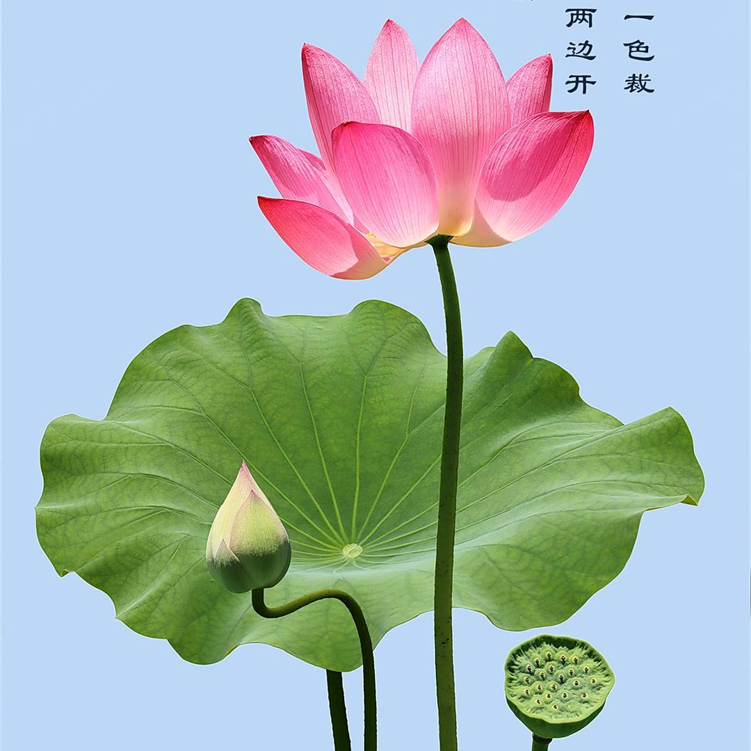 满天星