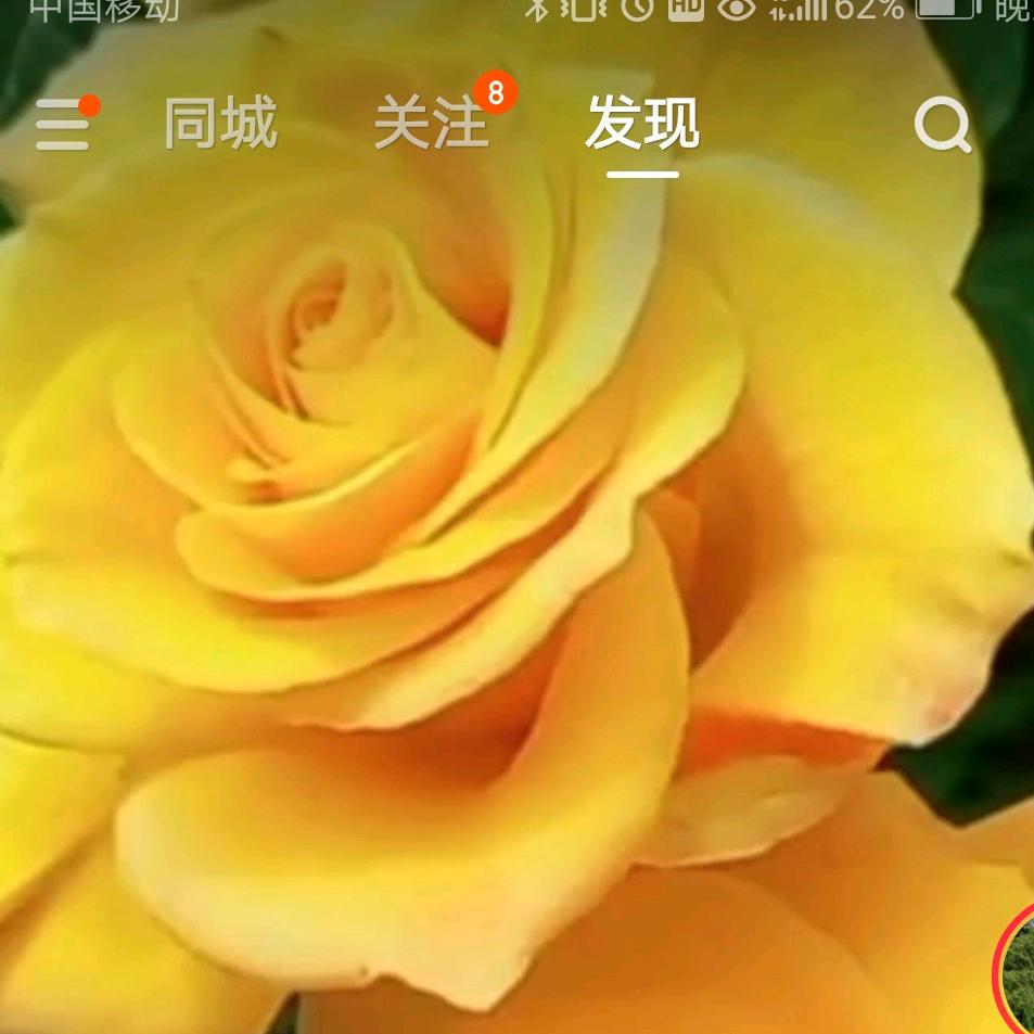 琉茉
