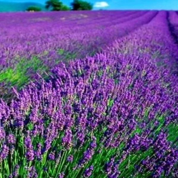 豪情风雨无阻777