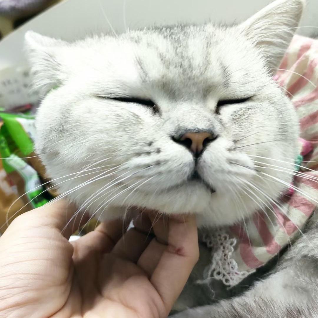 华尔宠宠物工作室