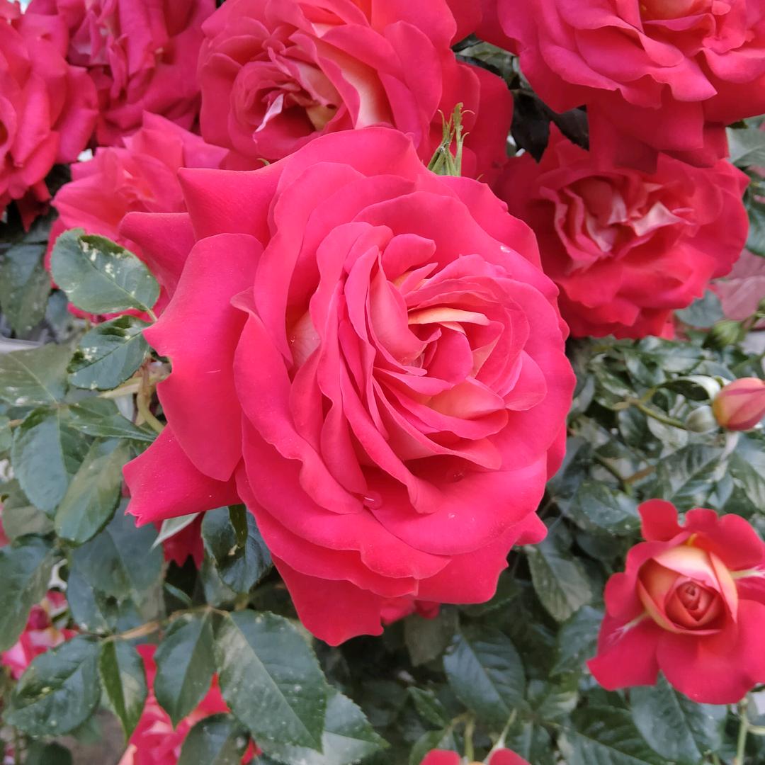 快乐一家人 🌹🌷🌺朵朵