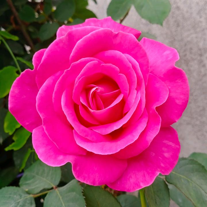 平平淡淡一生