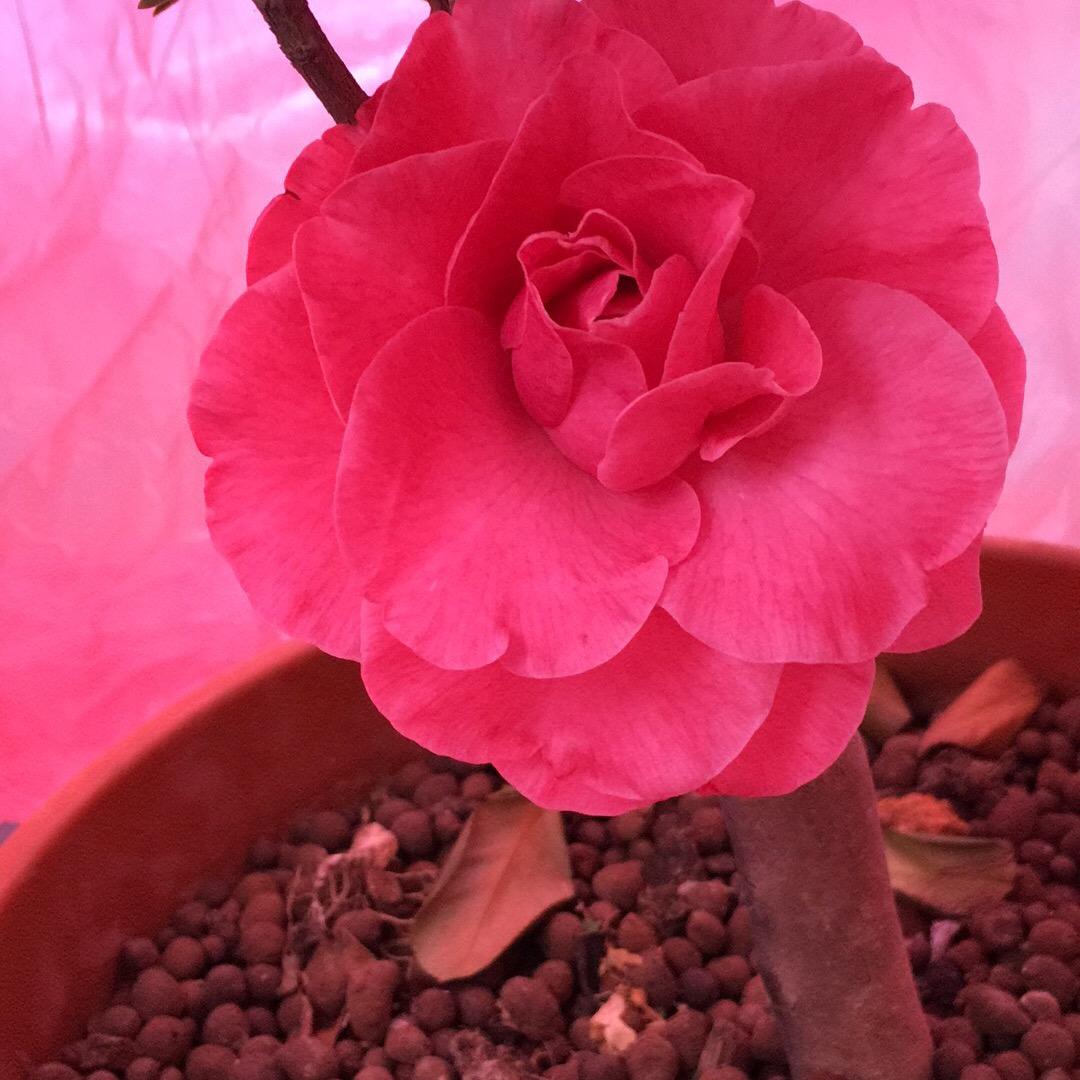 英子