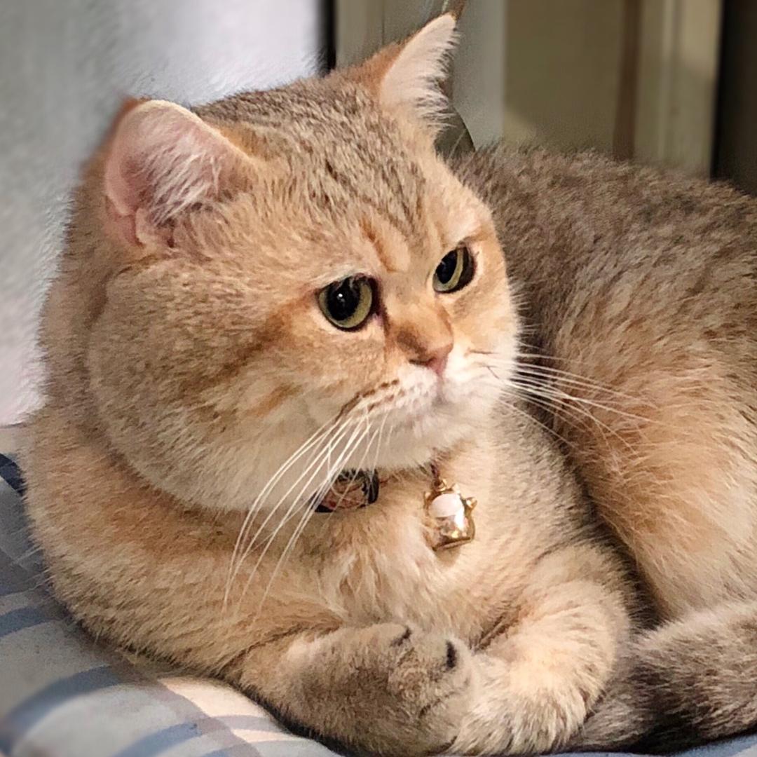 喵了个咪❤️