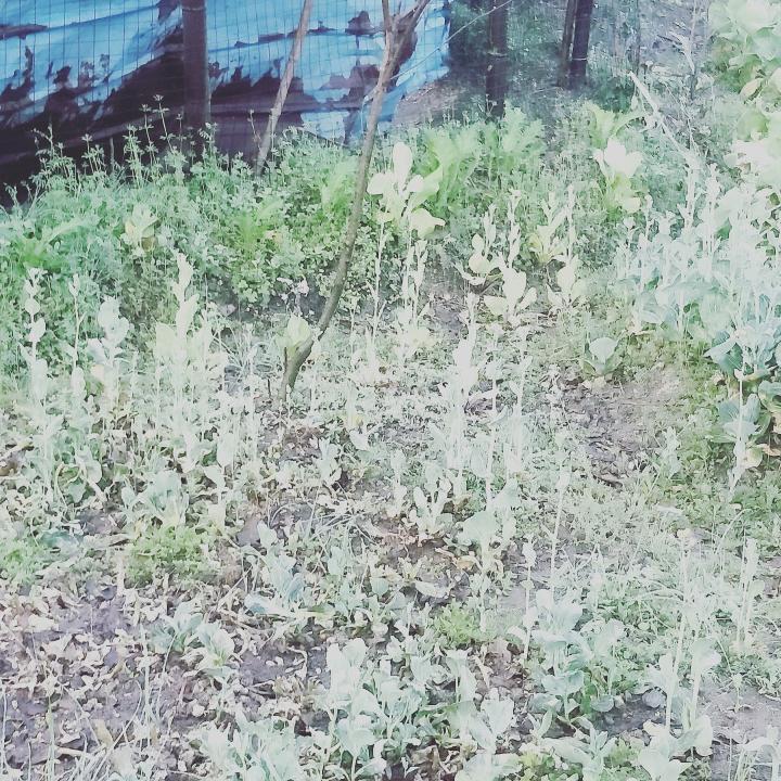 用户771100500城市的农夫