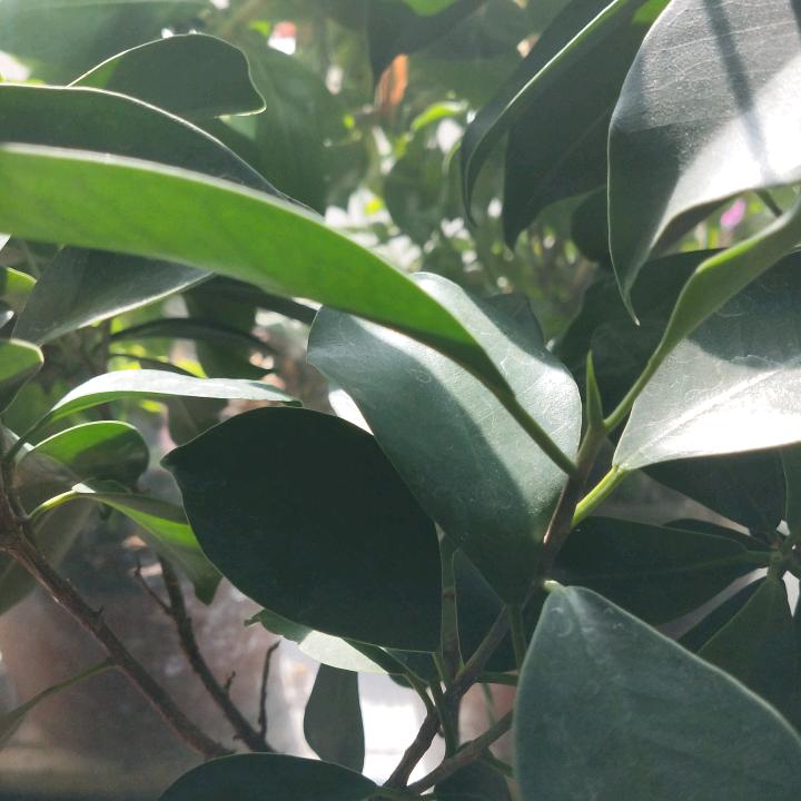 幸福永远