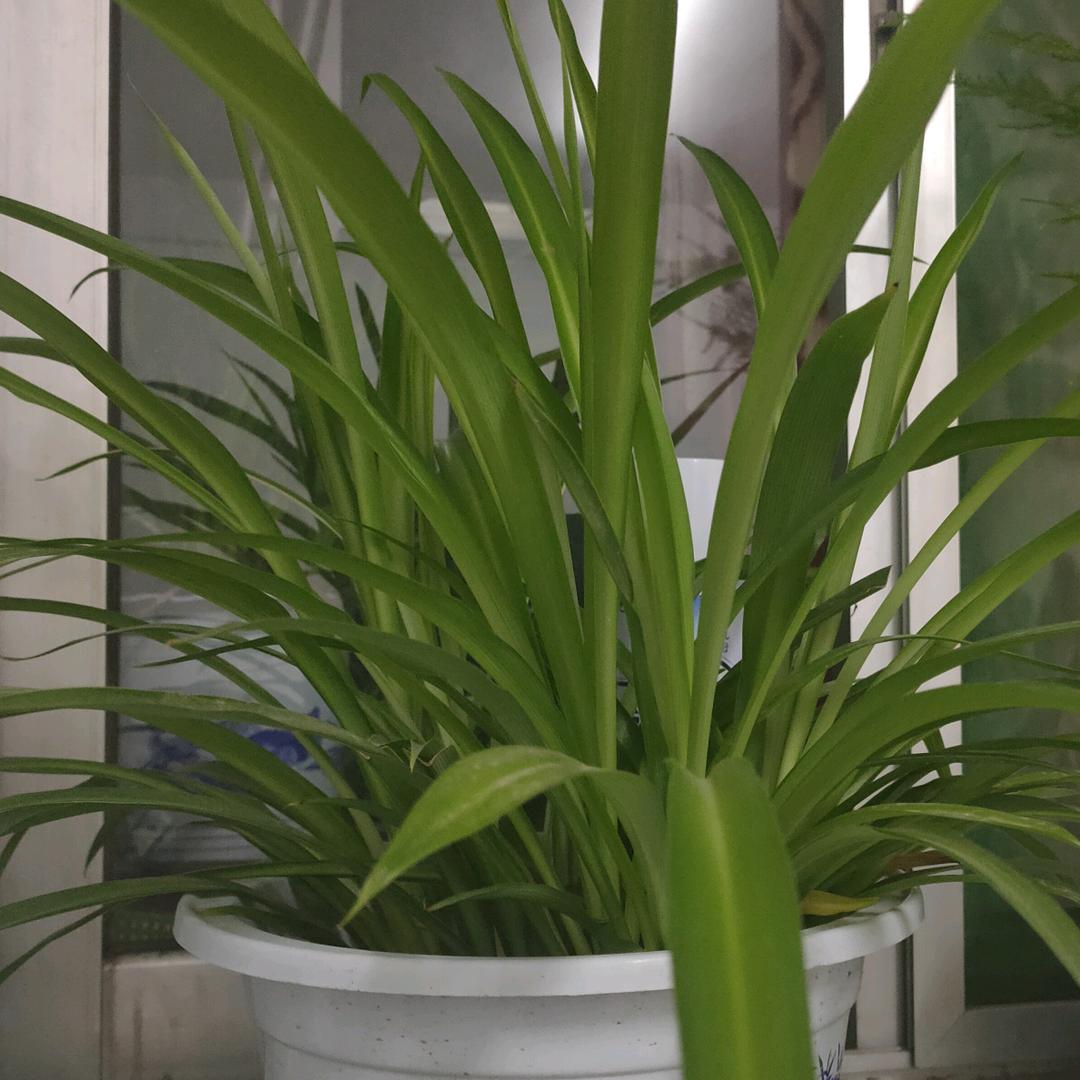 春暖花开