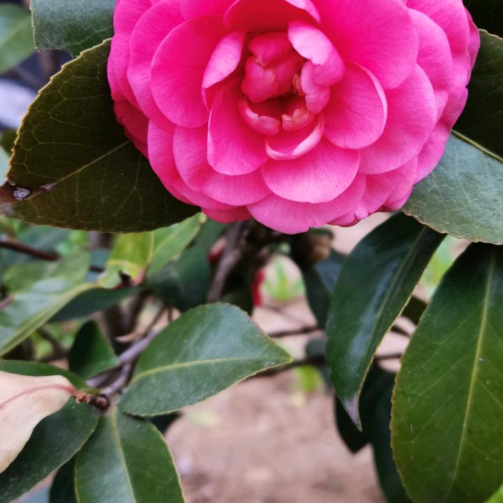 花与时光同眠